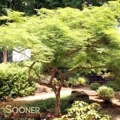 VIRIDIS WEEPING JAPANESE MAPLE 6 VIRIDIS WEEPING JAPANESE MAPLE -Deals Gardenith Store DETA 1013