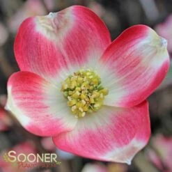 CHEROKEE BRAVE® DOGWOOD -Deals Gardenith Store DETA 1016