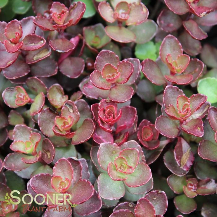 VOODOO SEDUM 2 VOODOO SEDUM - Image 2