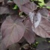 BURGUNDY HEARTS™ REDBUD