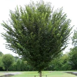 PRINCETON ELM -Deals Gardenith Store DETA 1128