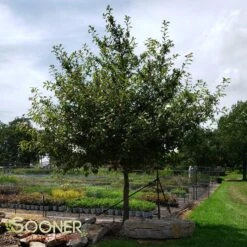 BLACKGUM 7 BLACKGUM -Deals Gardenith Store DETA 12