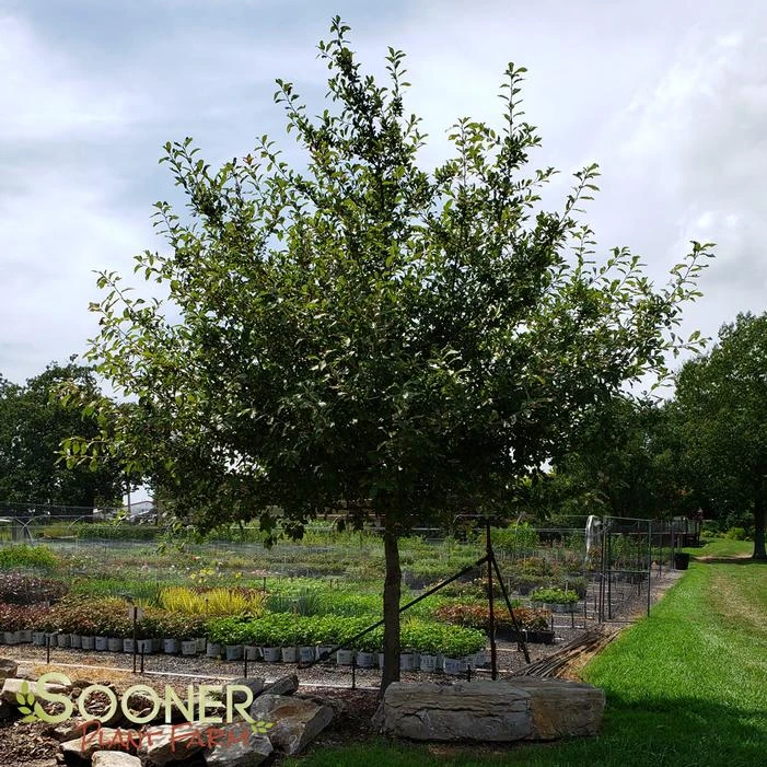 BLACKGUM 3 BLACKGUM - Image 3