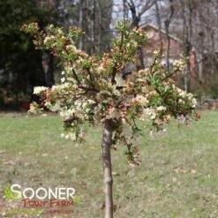 SARGENT TINA CRABAPPLE -Deals Gardenith Store DETA 1303