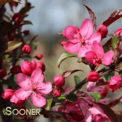 ROYAL RAINDROPS® CRABAPPLE 5 ROYAL RAINDROPS® CRABAPPLE -Deals Gardenith Store DETA 1351