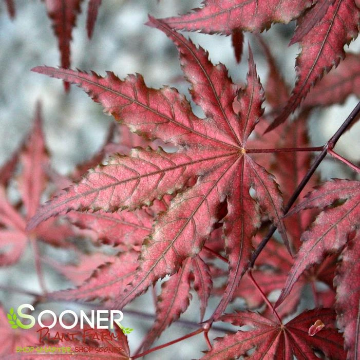 PURPLE GHOST UPRIGHT JAPANESE MAPLE 1 PURPLE GHOST UPRIGHT JAPANESE MAPLE