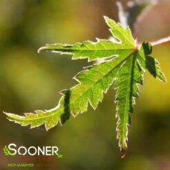 Deals Gardenith Store -Deals Gardenith Store DETA 1424