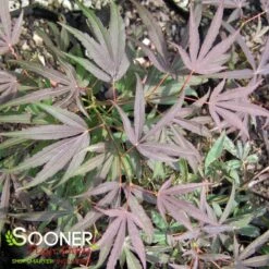 RED CLOUD UPRIGHT JAPANESE MAPLE 3 RED CLOUD UPRIGHT JAPANESE MAPLE -Deals Gardenith Store DETA 1426