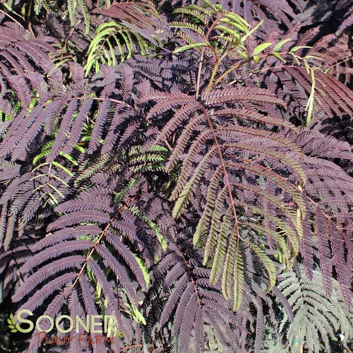 SUMMER CHOCOLATE MIMOSA 1 SUMMER CHOCOLATE MIMOSA