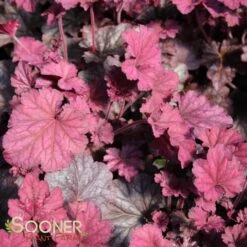 BERRY SMOOTHIE CORAL BELLS 3 BERRY SMOOTHIE CORAL BELLS -Deals Gardenith Store DETA 1503
