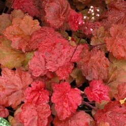 AUTUMN LEAVES CORAL BELLS -Deals Gardenith Store DETA 1504