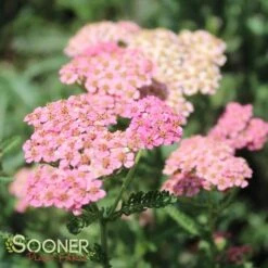 SUMMER PASTELS YARROW 8 SUMMER PASTELS YARROW -Deals Gardenith Store DETA 1720