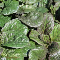 CATLIN'S GIANT AJUGA 7 CATLIN'S GIANT AJUGA -Deals Gardenith Store DETA 1723