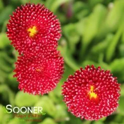 POMPONETTE ENGLISH DAISY MIX -Deals Gardenith Store DETA 1732