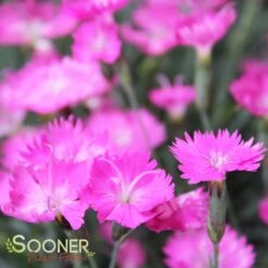 FIREWITCH DIANTHUS 6 FIREWITCH DIANTHUS -Deals Gardenith Store DETA 1744