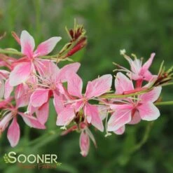 SISKIYOU PINK WAND FLOWER 5 SISKIYOU PINK WAND FLOWER -Deals Gardenith Store DETA 1762