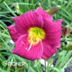 BARBARY CORSAIR DAYLILY -Deals Gardenith Store DETA 1764
