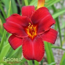 MALLARD DAYLILY 3 MALLARD DAYLILY -Deals Gardenith Store DETA 1772