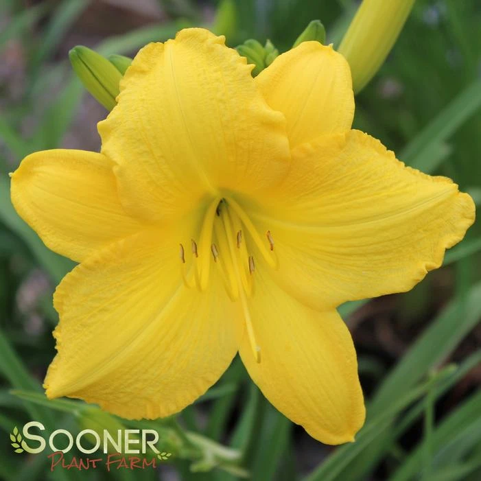 SCENTUAL SUNDANCE DAYLILY 1 SCENTUAL SUNDANCE DAYLILY