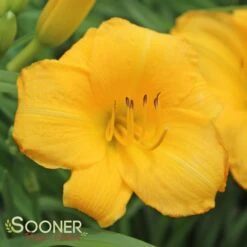 YELLOW LOLLIPOP DAYLILY