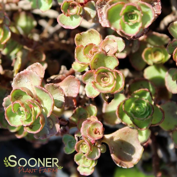 FULDAGLUT SEDUM 2 FULDAGLUT SEDUM - Image 2