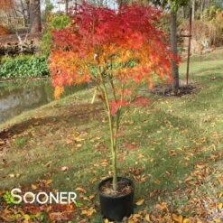 SEIRYU UPRIGHT JAPANESE MAPLE -Deals Gardenith Store DETA 1875