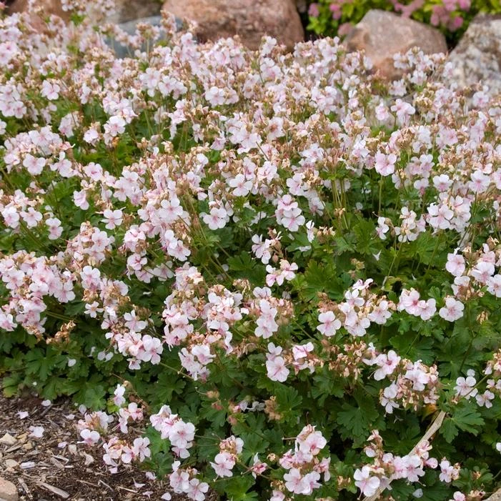 BIOKOVO CRANESBILL GERANIUM 1 BIOKOVO CRANESBILL GERANIUM