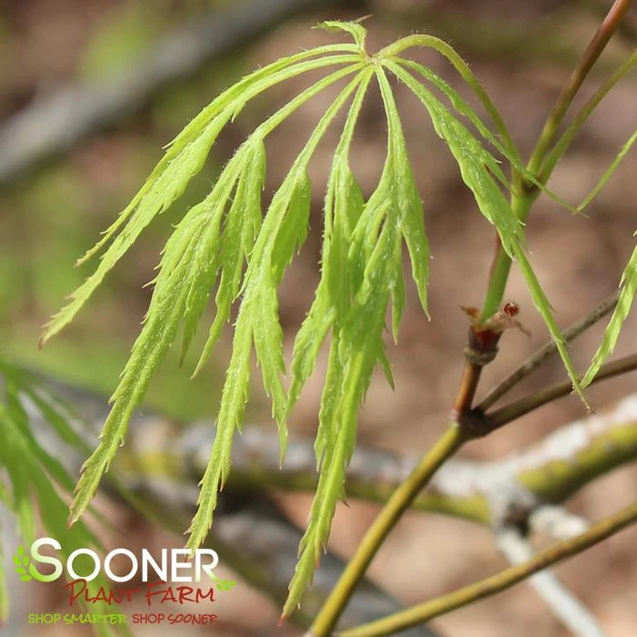 GREEN LACE WEEPING JAPANESE MAPLE 3 GREEN LACE WEEPING JAPANESE MAPLE - Image 3