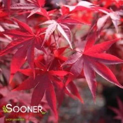 EMPEROR I UPRIGHT JAPANESE MAPLE -Deals Gardenith Store DETA 209