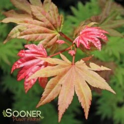 AUTUMN MOON UPRIGHT JAPANESE MAPLE -Deals Gardenith Store DETA 2092