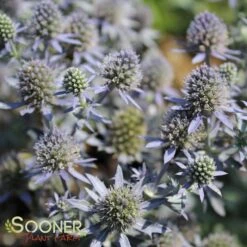 BLUE HOBBIT SEA HOLLY -Deals Gardenith Store DETA 2113