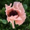 HELEN ELIZABETH ORIENTAL POPPY