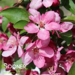 INDIAN MAGIC CRABAPPLE -Deals Gardenith Store DETA 22