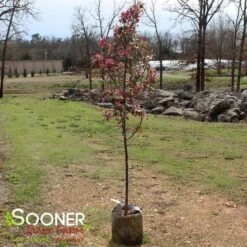 PRAIRIFIRE CRABAPPLE 8 PRAIRIFIRE CRABAPPLE -Deals Gardenith Store DETA 23