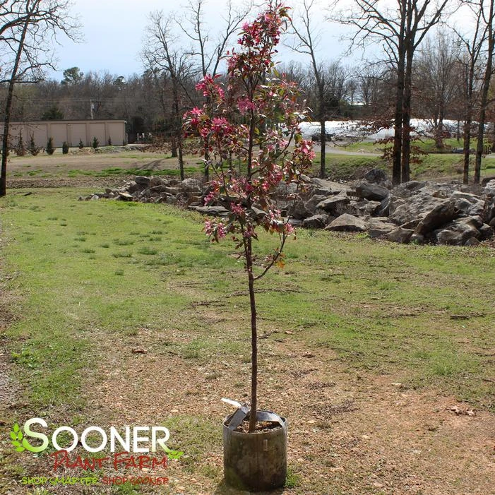 PRAIRIFIRE CRABAPPLE 4 PRAIRIFIRE CRABAPPLE - Image 4
