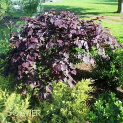 RUBY FALLS WEEPING REDBUD -Deals Gardenith Store DETA 2311
