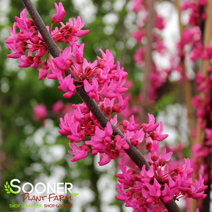 APPALACHIAN RED REDBUD 2 APPALACHIAN RED REDBUD - Image 2