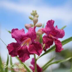 BURGUNDY DESERT WILLOW -Deals Gardenith Store DETA 26
