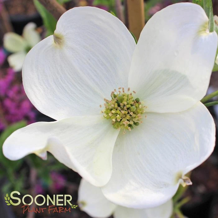 CHEROKEE PRINCESS® DOGWOOD 2 CHEROKEE PRINCESS® DOGWOOD - Image 2