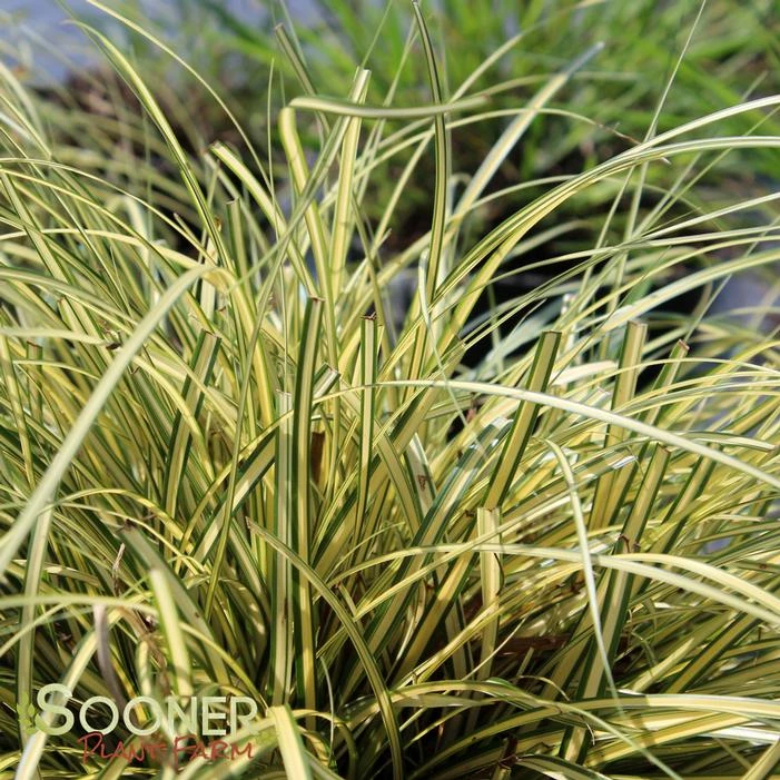 EVERORO SEDGE 1 EVERORO SEDGE