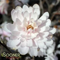 CENTENNIAL BLUSH™ STAR MAGNOLIA -Deals Gardenith Store DETA 2849