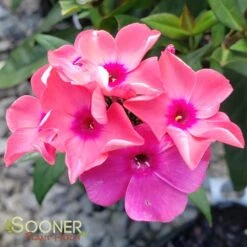 CORAL CRÈME DROP™ GARDEN PHLOX -Deals Gardenith Store DETA 2868