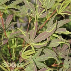 Deals Gardenith Store -Deals Gardenith Store DETA 3000