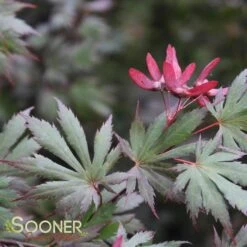 Deals Gardenith Store -Deals Gardenith Store DETA 3096