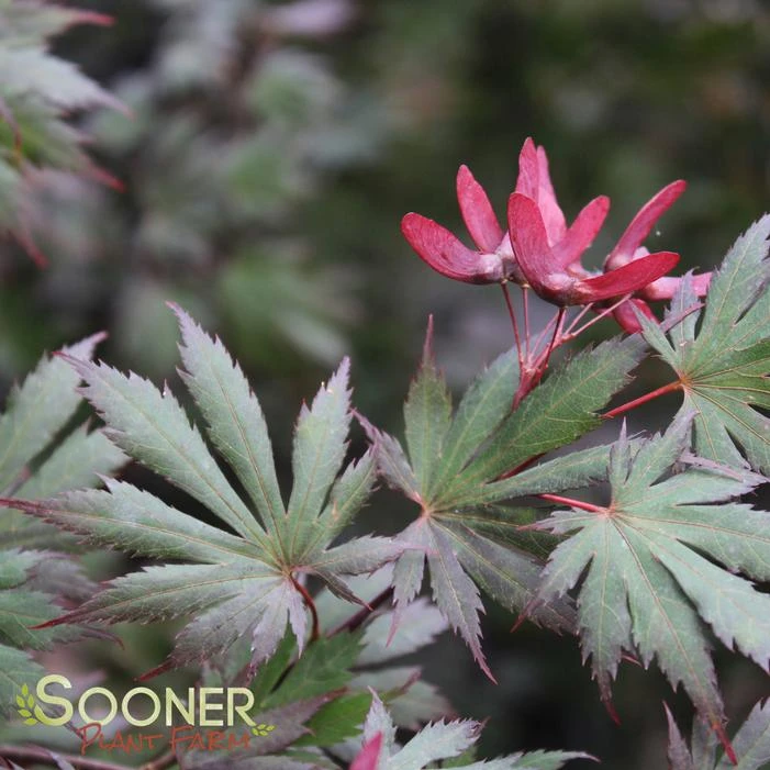 GLORIA UPRIGHT JAPANESE MAPLE 2 GLORIA UPRIGHT JAPANESE MAPLE - Image 2