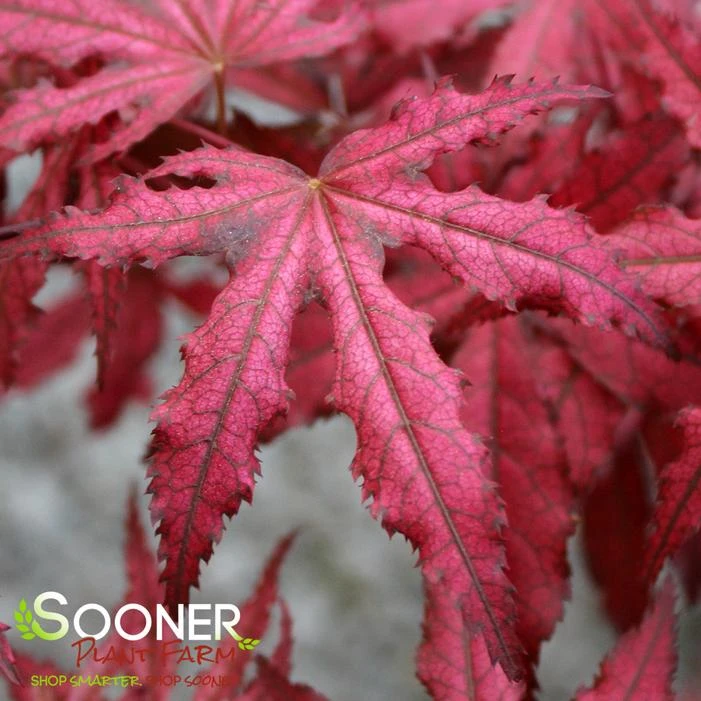 AMAGI SHIGURE UPRIGHT JAPANESE MAPLE 1 AMAGI SHIGURE UPRIGHT JAPANESE MAPLE