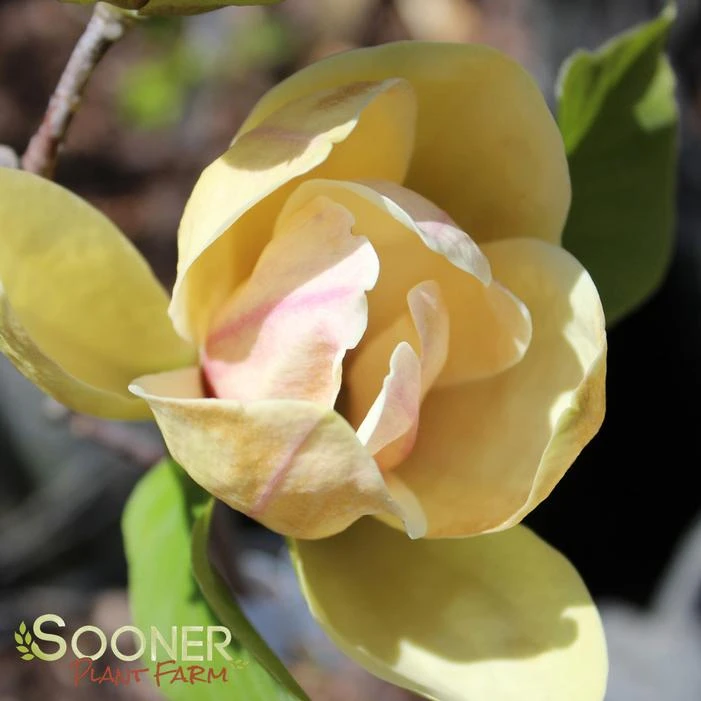 SUNSATION MAGNOLIA 2 SUNSATION MAGNOLIA - Image 2