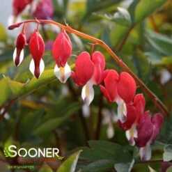 VALENTINE BLEEDING HEART -Deals Gardenith Store DETA 3126
