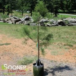 DEBONAIR™ POND CYPRESS 6 DEBONAIR™ POND CYPRESS -Deals Gardenith Store DETA 3141