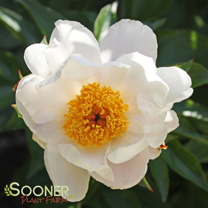 JAPANESE STEWARTIA 2 JAPANESE STEWARTIA - Image 2